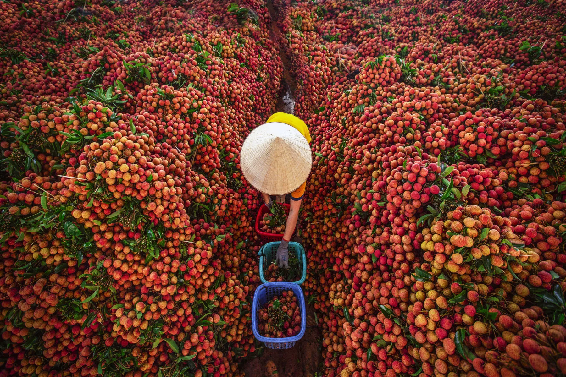La saison des litchis de Luc Ngan et l’éclat pourpre de Bac Giang